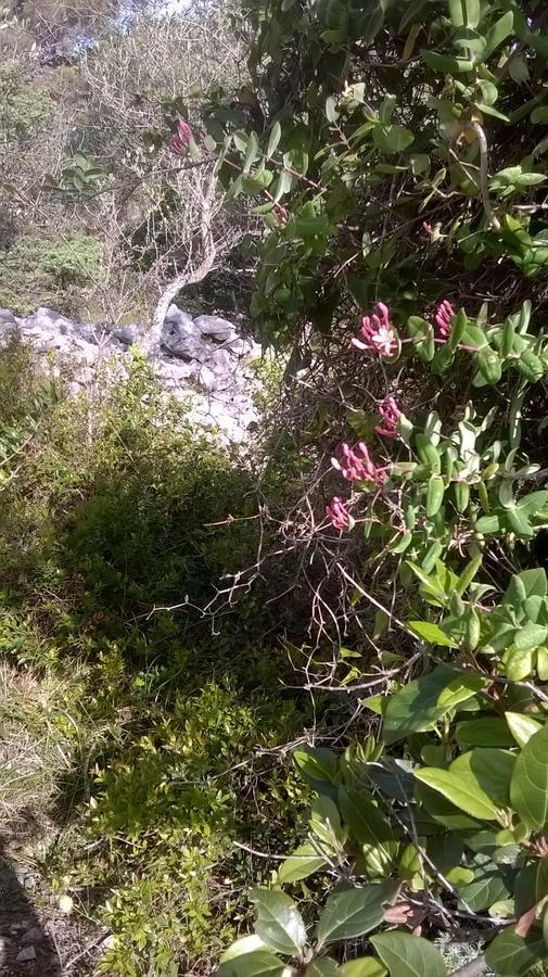 Hotel Pansion Ana Mali Lošinj Exteriér fotografie